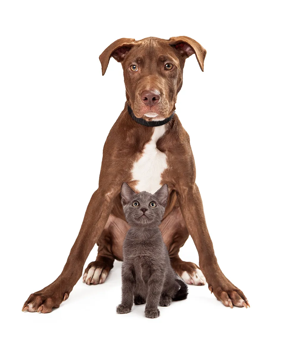 brown-large-puppy-with-kitten-2023-11-27-04-53-47-utc Brown large puppy with kitten