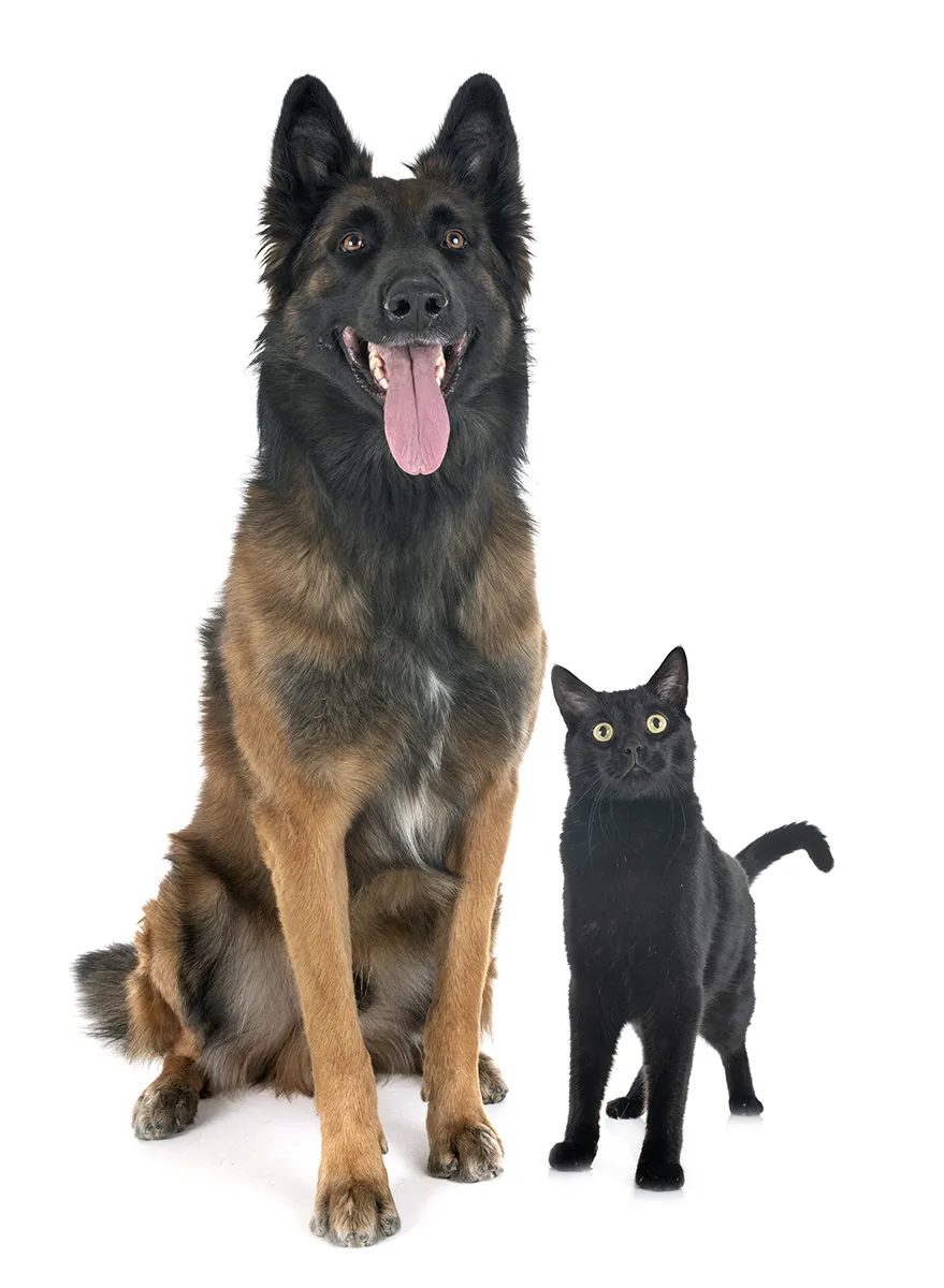 belgian-shepherd-tervuren-and-cat-2023-11-27-05-06-24-utc