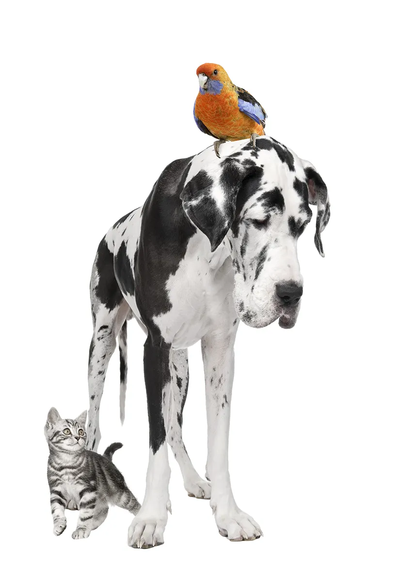 group-of-pets-dog-bird-cat-2023-11-27-05-16-40-utc